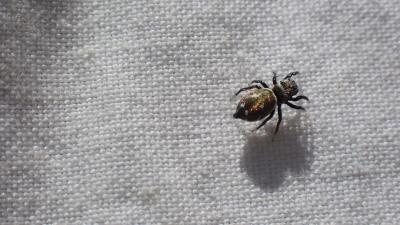  Heliophanus apiatus Simon, 1868