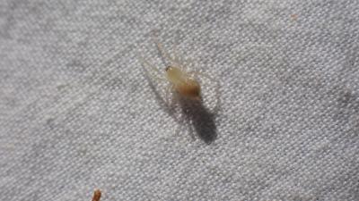  Cheiracanthium C. L. Koch, 1839