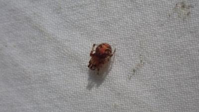  Theridion pinastri L. Koch, 1872
