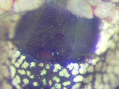  Theridion pinastri L. Koch, 1872