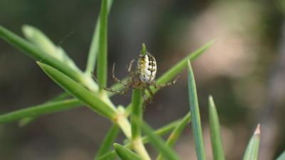 Mangore petite-bouteille Mangora acalypha (Walckenaer, 1802)