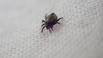  Neoliodidae Sellnick, 1928