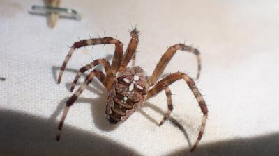 Épeire diadème Araneus diadematus Clerck, 1758