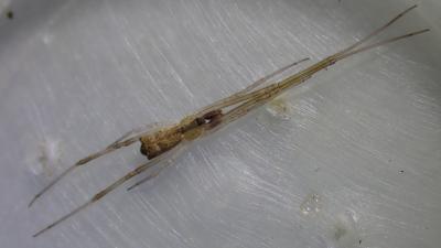  Episinus algiricus Lucas, 1846