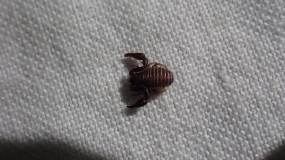  Chernetidae Menge