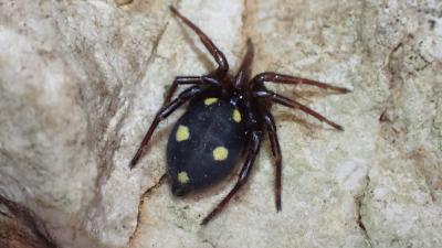 Araignée Clotho Uroctea durandi (Walckenaer in Latreille, 1809)