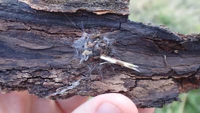 Araignée Clotho Uroctea durandi (Walckenaer in Latreille, 1809)