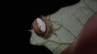 Neoscona subfusca (C.L. Koch, 1837)
