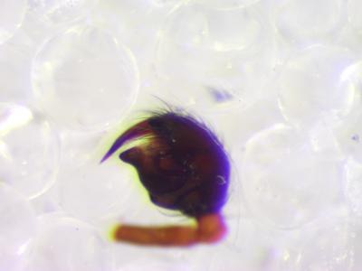  Euryopis episinoides (Walckenaer, 1847)