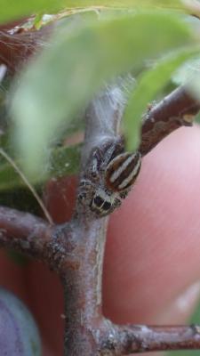 Saltique sanguinolent Philaeus chrysops (Poda, 1761)