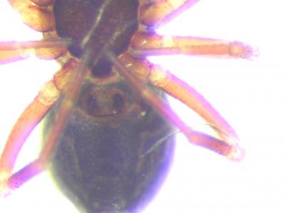  Troxochrus scabriculus (Westring, 1851)