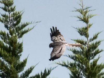 Busard cendré Circus pygargus (Linnaeus, 1758)