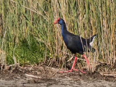 Poule sultane, Talève sultane, Porphyrion bleu Porphyrio porphyrio (Linnaeus, 1758)
