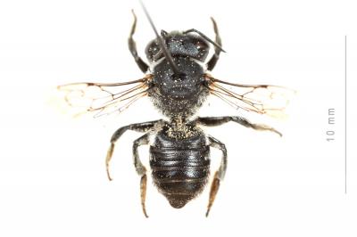  Megachile melanogaster Eversmann, 1852