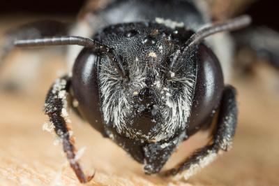  Megachile melanogaster Eversmann, 1852