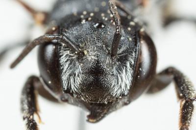  Megachile melanogaster Eversmann, 1852