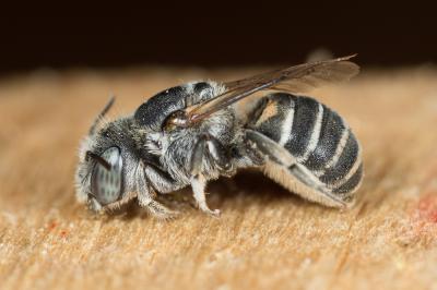 Hoplitis annulata (Latreille, 1811)