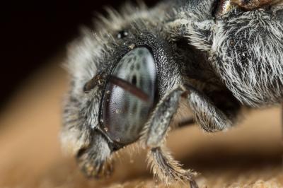  Hoplitis annulata (Latreille, 1811)