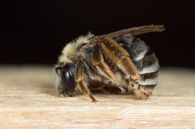  Eucera clypeata Erichson, 1835