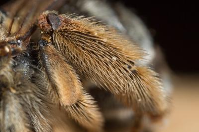  Eucera clypeata Erichson, 1835