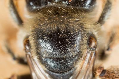  Eucera clypeata Erichson, 1835