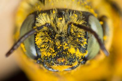 Eucère dorée Tetraloniella fulvescens (Giraud, 1863)