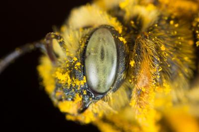 Eucère dorée Tetraloniella fulvescens (Giraud, 1863)