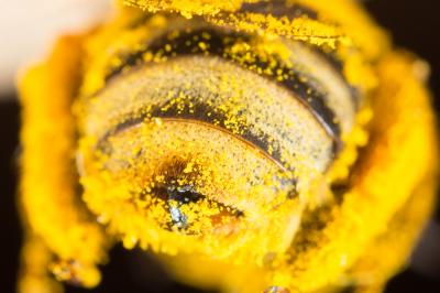Eucère dorée Tetraloniella fulvescens (Giraud, 1863)