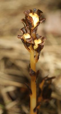 Monotrope sucepin Monotropa hypopitys L., 1753