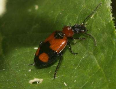  Lebia cruxminor (Linnaeus, 1758)