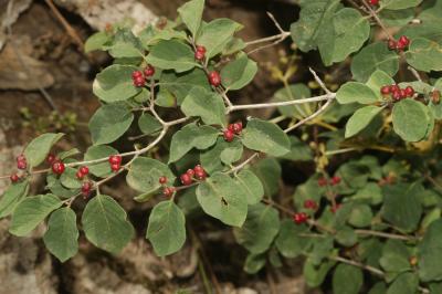 Chèvrefeuille des haies, Camérisier des haies Lonicera xylosteum L., 1753