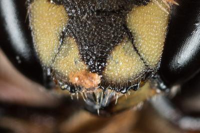  Anthidium taeniatum Latreille, 1809
