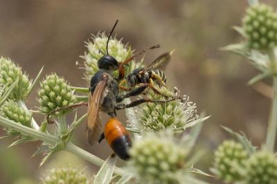  Icteranthidium grohmanni (Spinola, 1838)