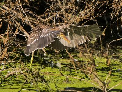 Héron bihoreau, Bihoreau gris Nycticorax nycticorax (Linnaeus, 1758)