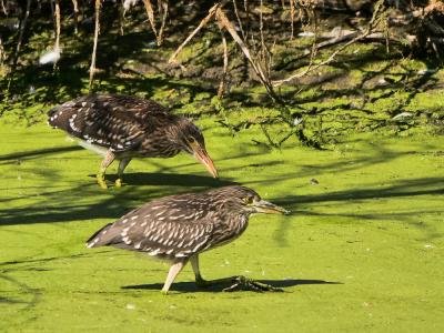 Héron bihoreau, Bihoreau gris Nycticorax nycticorax (Linnaeus, 1758)