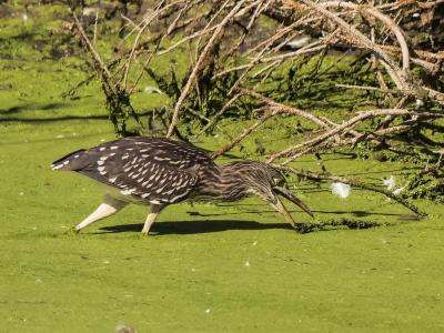 Héron bihoreau, Bihoreau gris Nycticorax nycticorax (Linnaeus, 1758)