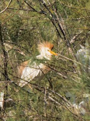 Héron garde-boeufs Bubulcus ibis (Linnaeus, 1758)