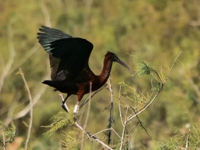 Ibis falcinelle Plegadis falcinellus (Linnaeus, 1766)