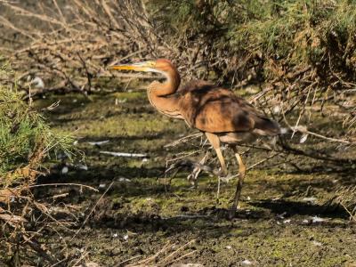 Héron pourpré Ardea purpurea Linnaeus, 1766