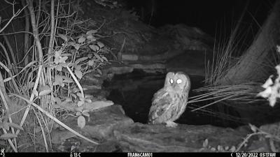 Chouette hulotte Strix aluco Linnaeus, 1758