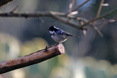 Mésange noire Periparus ater (Linnaeus, 1758)