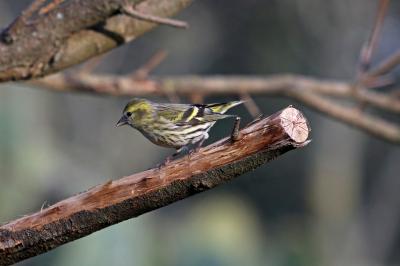 Tarin des aulnes Carduelis spinus (Linnaeus, 1758)