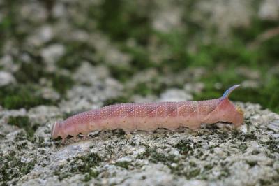 Sphinx du Tilleul (Le) Mimas tiliae (Linnaeus, 1758)