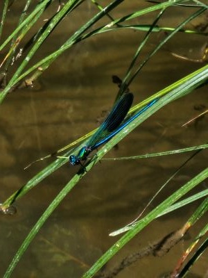 Caloptéryx occitan Calopteryx xanthostoma (Charpentier, 1825)