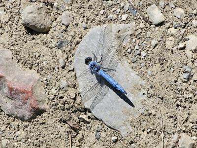 Orthétrum brun (L') Orthetrum brunneum (Boyer de Fonscolombe, 1837)