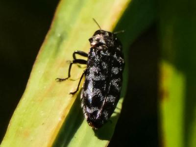 Bupreste du rosier Coraebus rubi (Linnaeus, 1767)