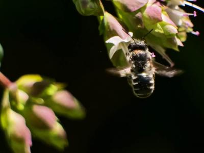 Osmia Panzer, 1806