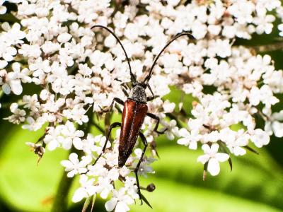  Stenurella bifasciata (Müller, 1776)