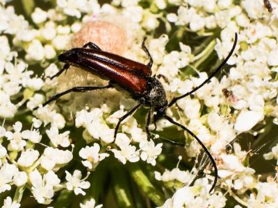  Stenurella bifasciata (Müller, 1776)