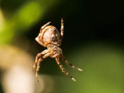 Épeire angulaire Araneus angulatus Clerck, 1758